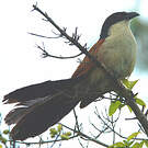 Coucal de Burchell