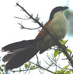 Coucal de Burchell