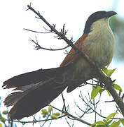 Coucal de Burchell