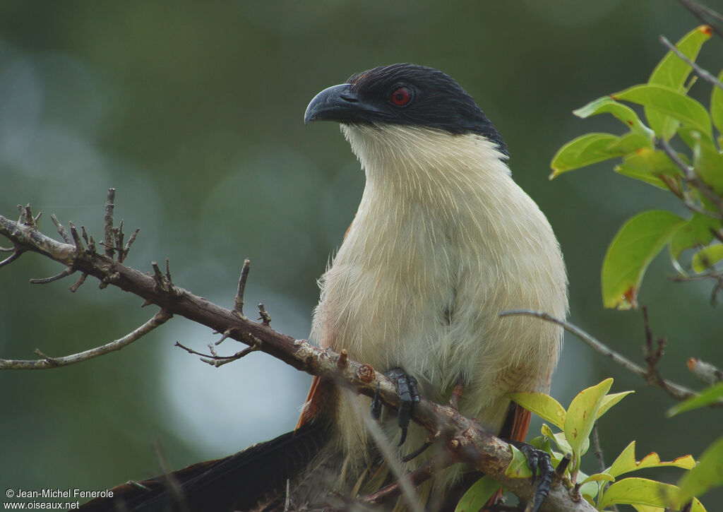 Coucal de Burchell, identification