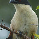 Coucal de Burchell