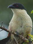 Coucal de Burchell