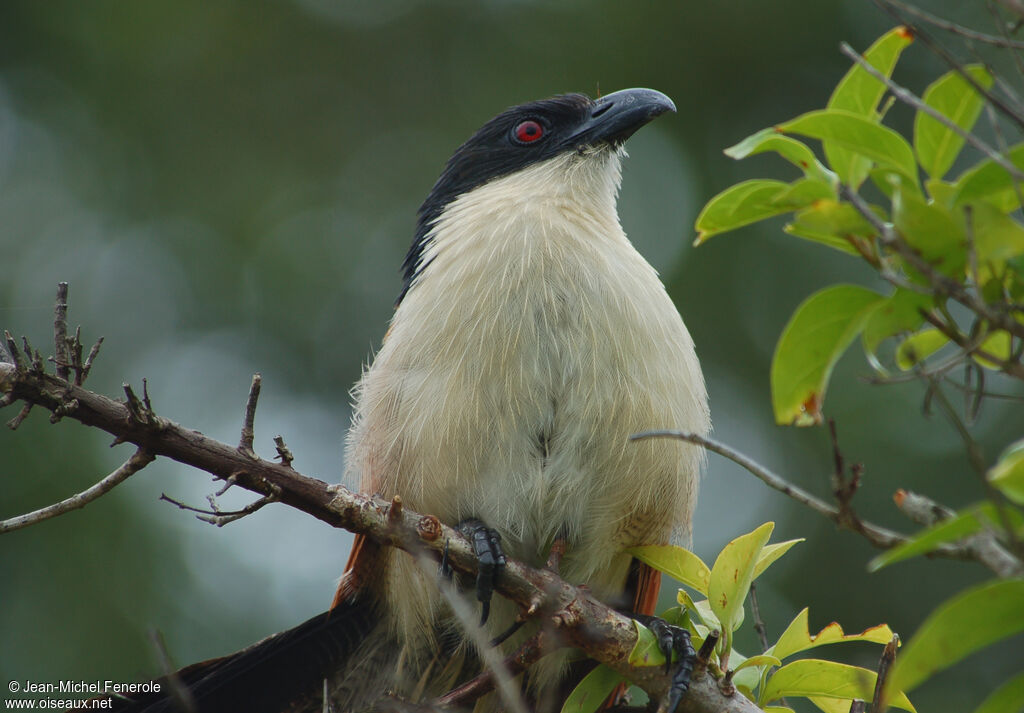 Burchell's Coucal, identification