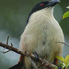 Coucal de Burchell