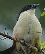 Coucal de Burchell