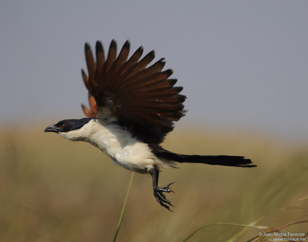 Coucal des papyrus