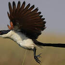 Coucal des papyrus