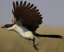 Coppery-tailed Coucal