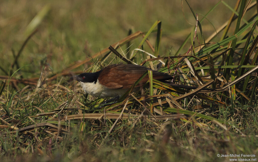 Coppery-tailed Coucal