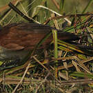 Coucal des papyrus