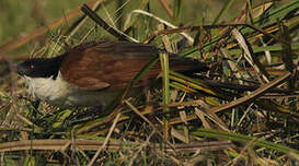 Coucal des papyrus