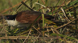 Coppery-tailed Coucal