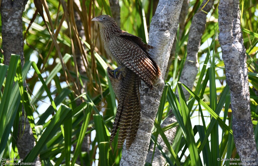 Coucal faisan