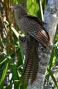 Pheasant Coucal