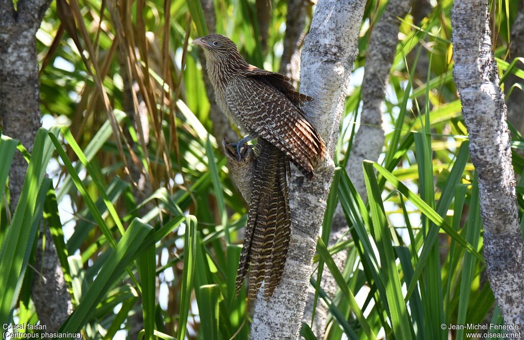 Coucal faisan