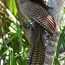 Coucal faisan