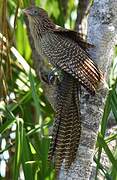 Pheasant Coucal