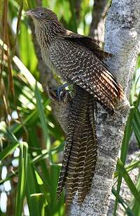 Coucal faisan