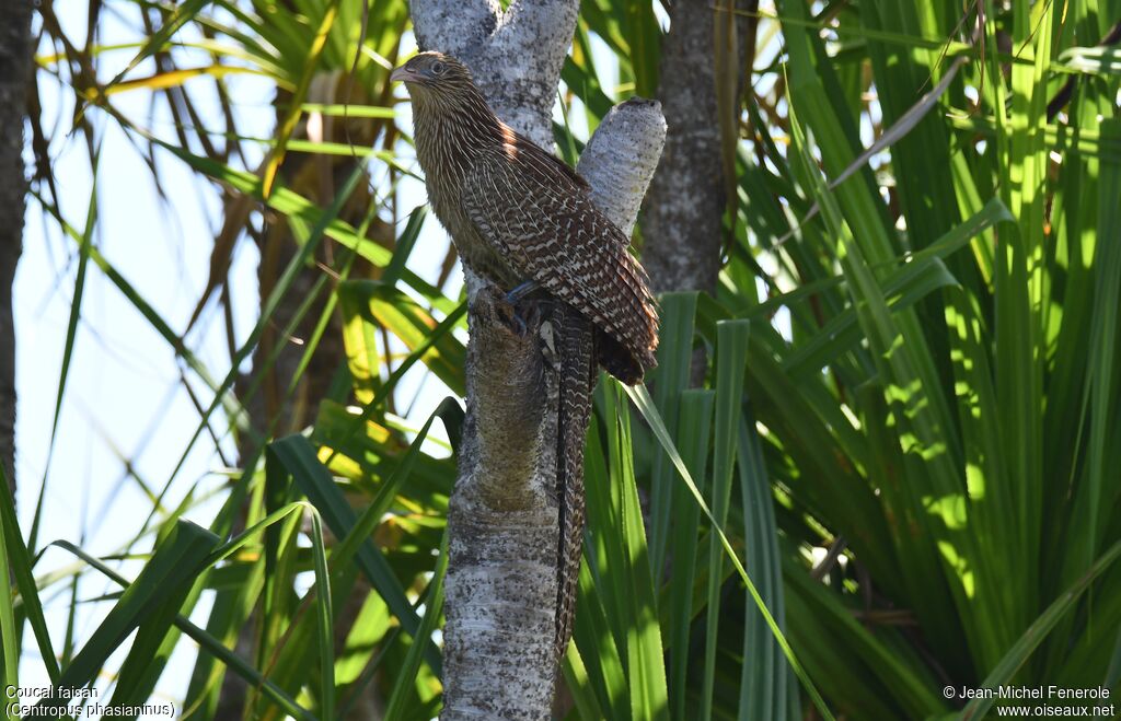 Coucal faisan