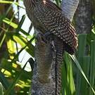 Coucal faisan