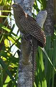 Coucal faisan