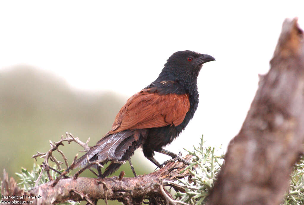 Coucal toulou