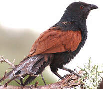 Malagasy Coucal