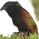 Coucal toulou