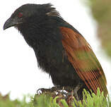 Coucal toulou