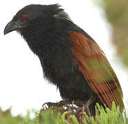 Coucal toulou