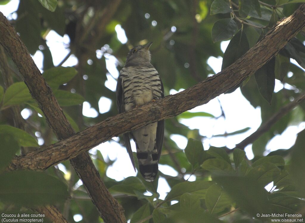 Indian Cuckoo