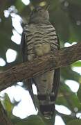 Indian Cuckoo