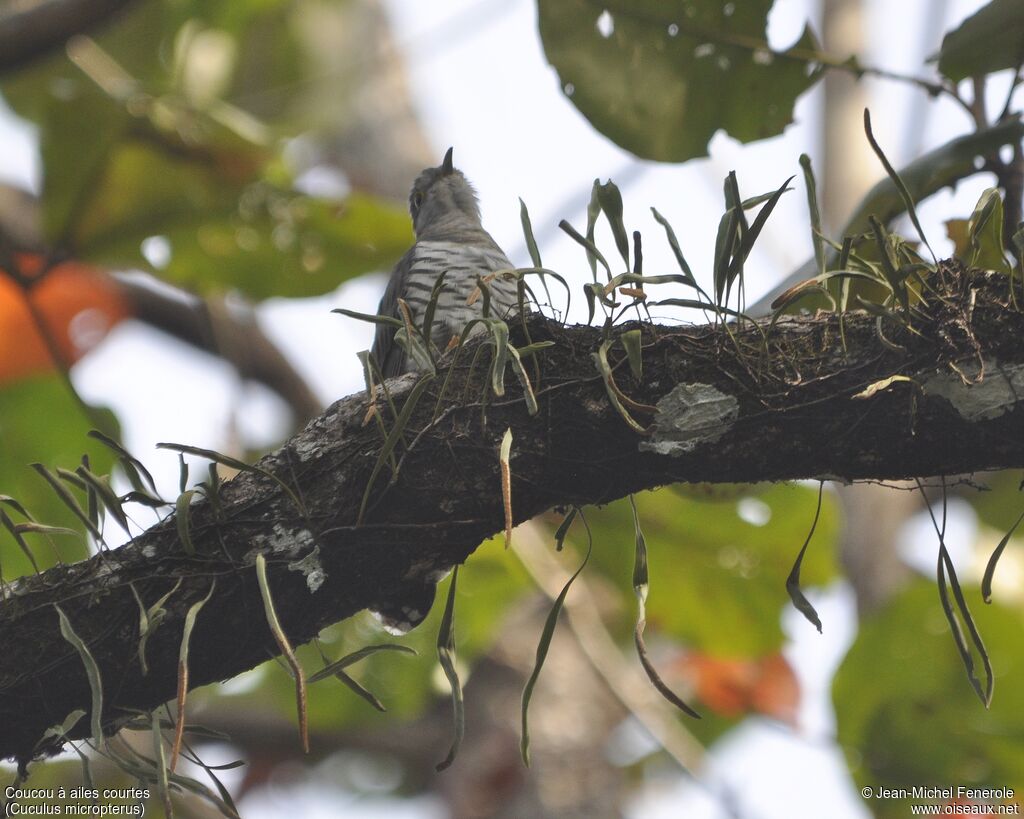 Indian Cuckoo