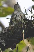 Indian Cuckoo