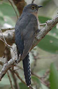 Fan-tailed Cuckoo