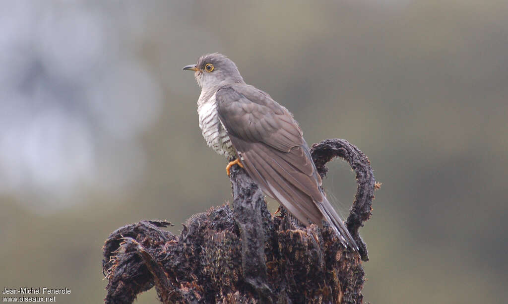 Coucou de Madagascaradulte, identification