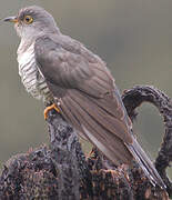 Madagascan Cuckoo