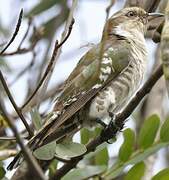 Diederik Cuckoo