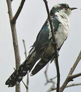 Diederik Cuckoo