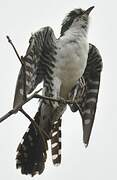 Diederik Cuckoo