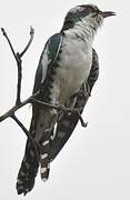 Diederik Cuckoo