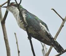 Diederik Cuckoo