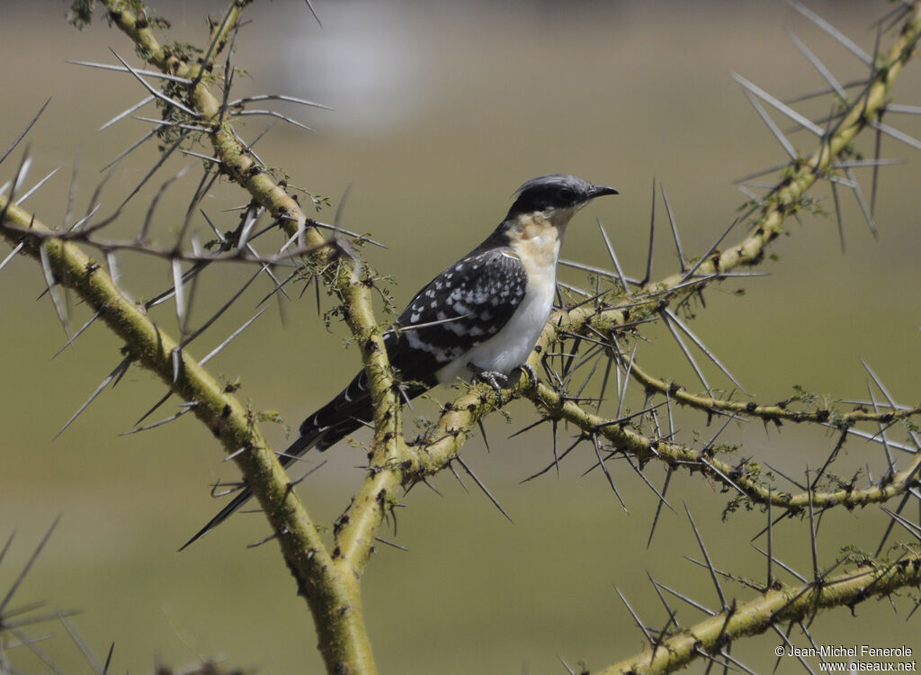 Great Spotted Cuckoo