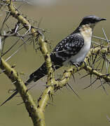 Great Spotted Cuckoo