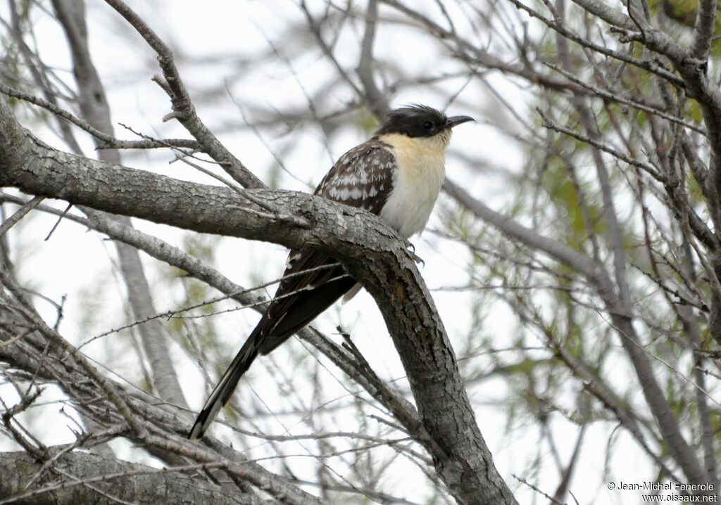 Great Spotted Cuckoo