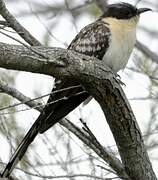 Great Spotted Cuckoo