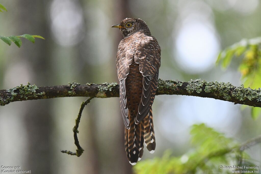 Common Cuckoo