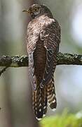 Common Cuckoo