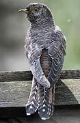 Common Cuckoo