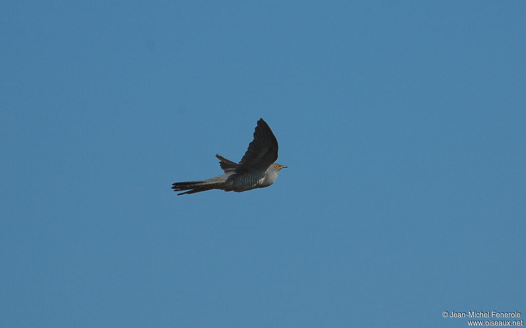 Common Cuckoo